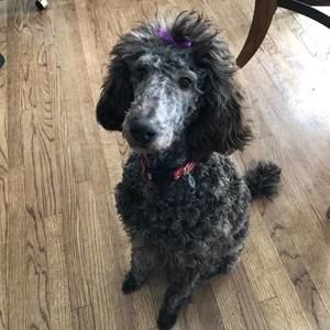 Meet your Posher, Marin